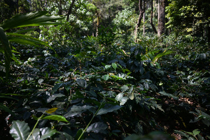 Kurinji